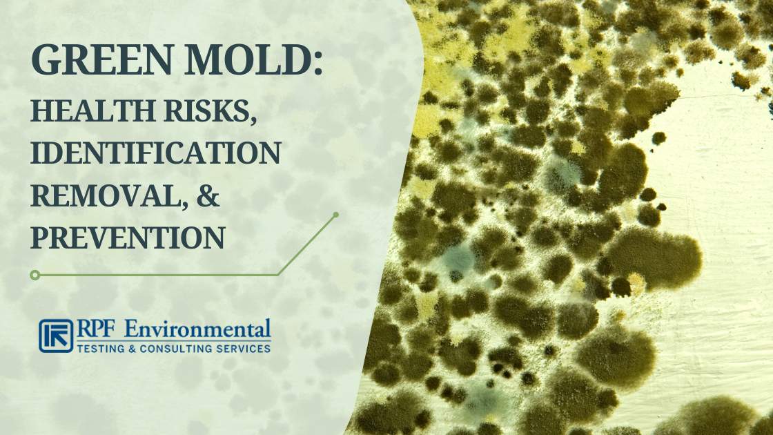 Health Risks of Mold and Mildew: Why Professional Removal is Key