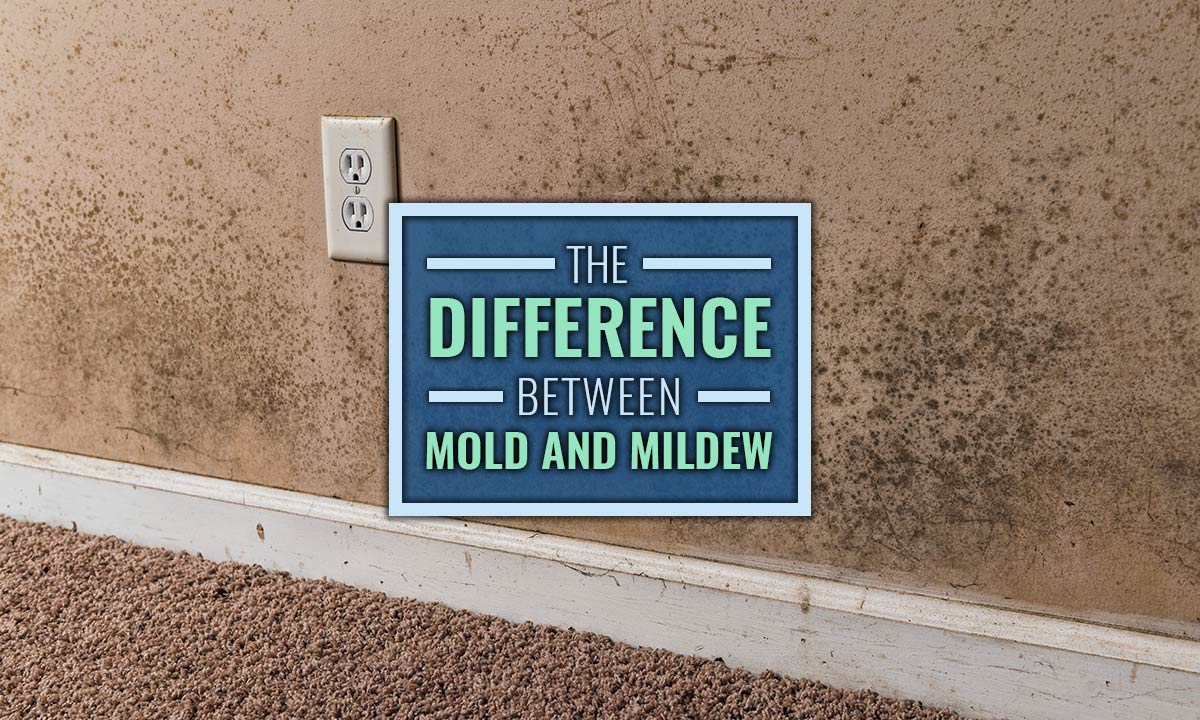 Mold vs. Mildew: Understanding the Difference for Effective Removal