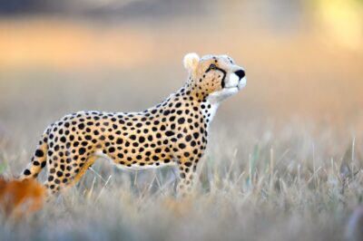 needle felted cheetah