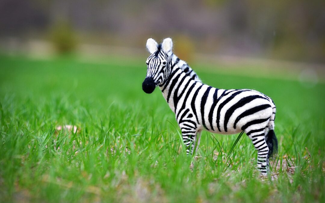 Wool Zebra #2