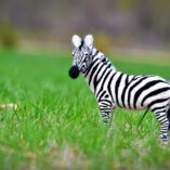 wool zebra