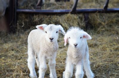 romney lambs