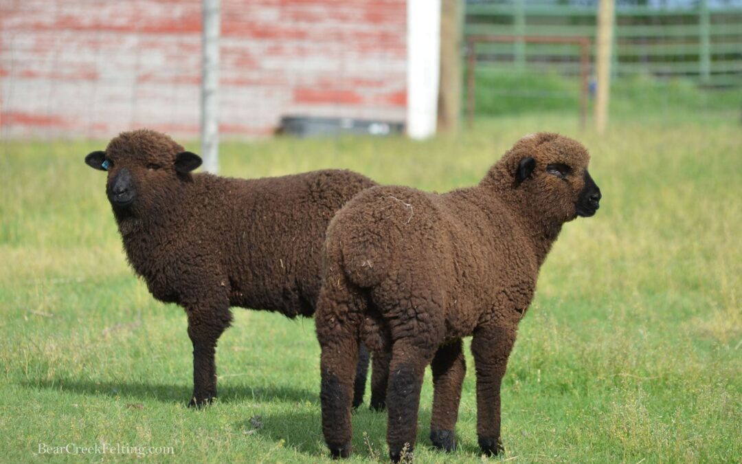 2016 Ram Lambs for Sale