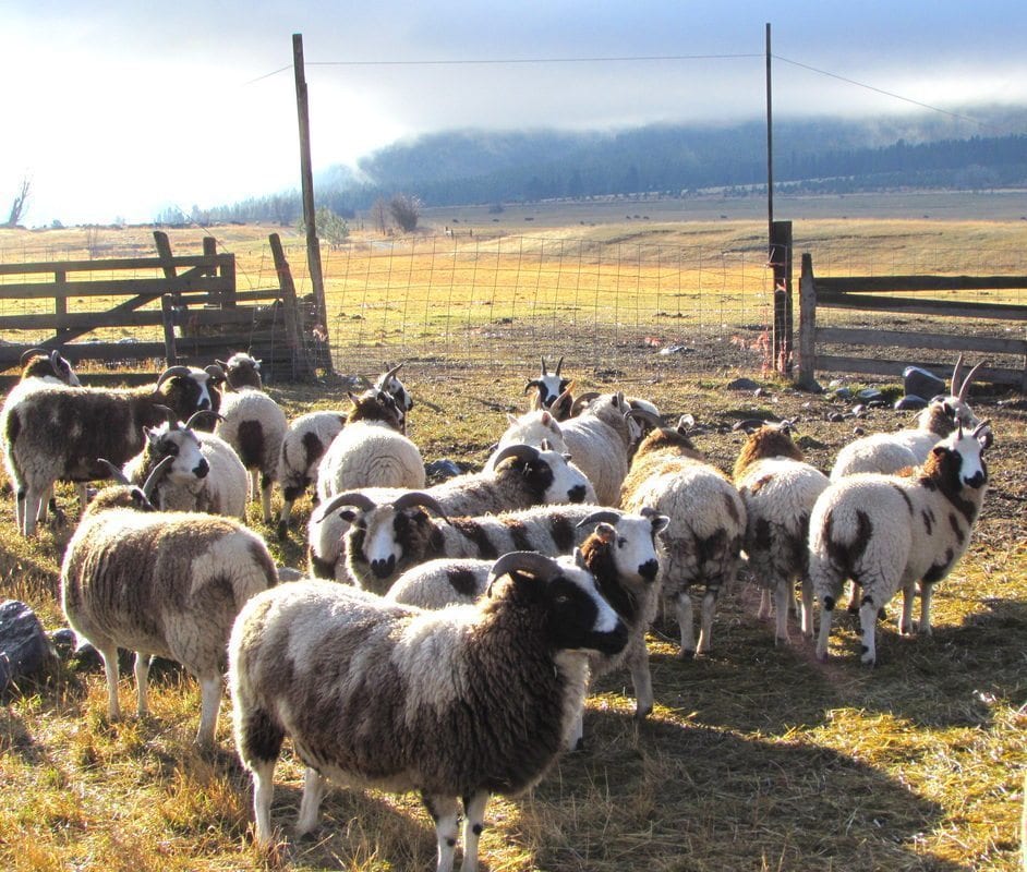 OO Gauge Sheep Flocking Kit