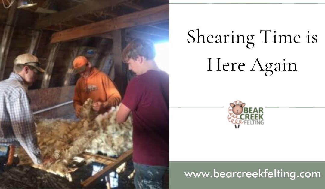 Shearing Time is Here Again