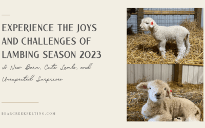 Experience the Joys and Challenges of Lambing Season 2023: A New Barn, Cute Lambs, and Unexpected Surprises