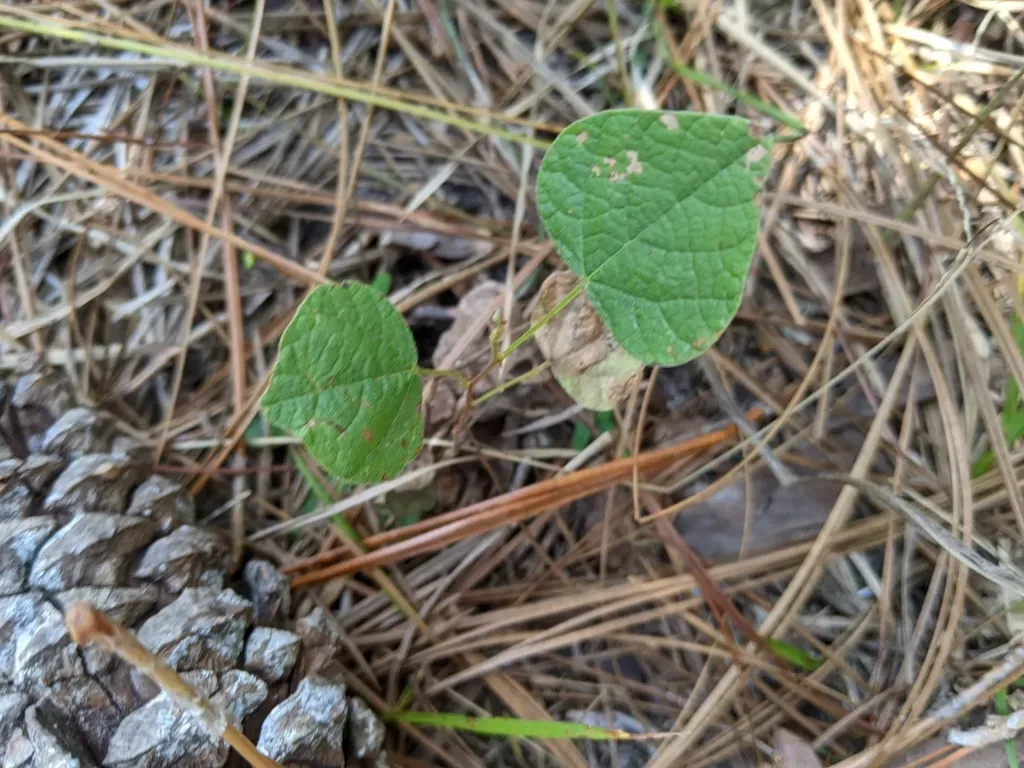 Kidney-leaf Snoutbean