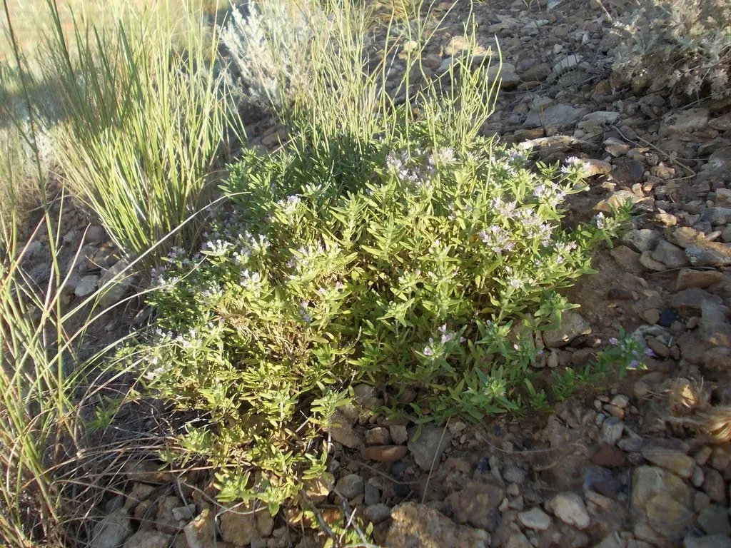 Thymus Kirgisorum