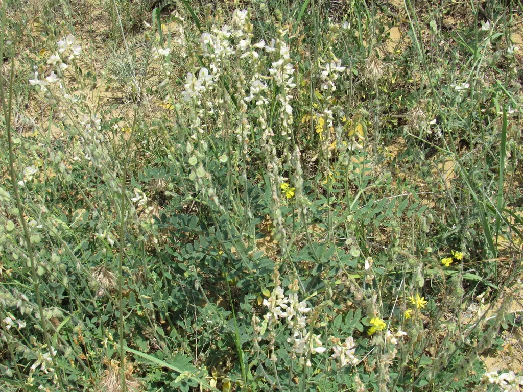 Onobrychis Majorovii