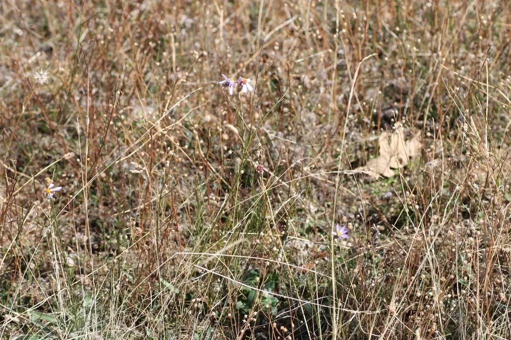 Galatella Aragonensis