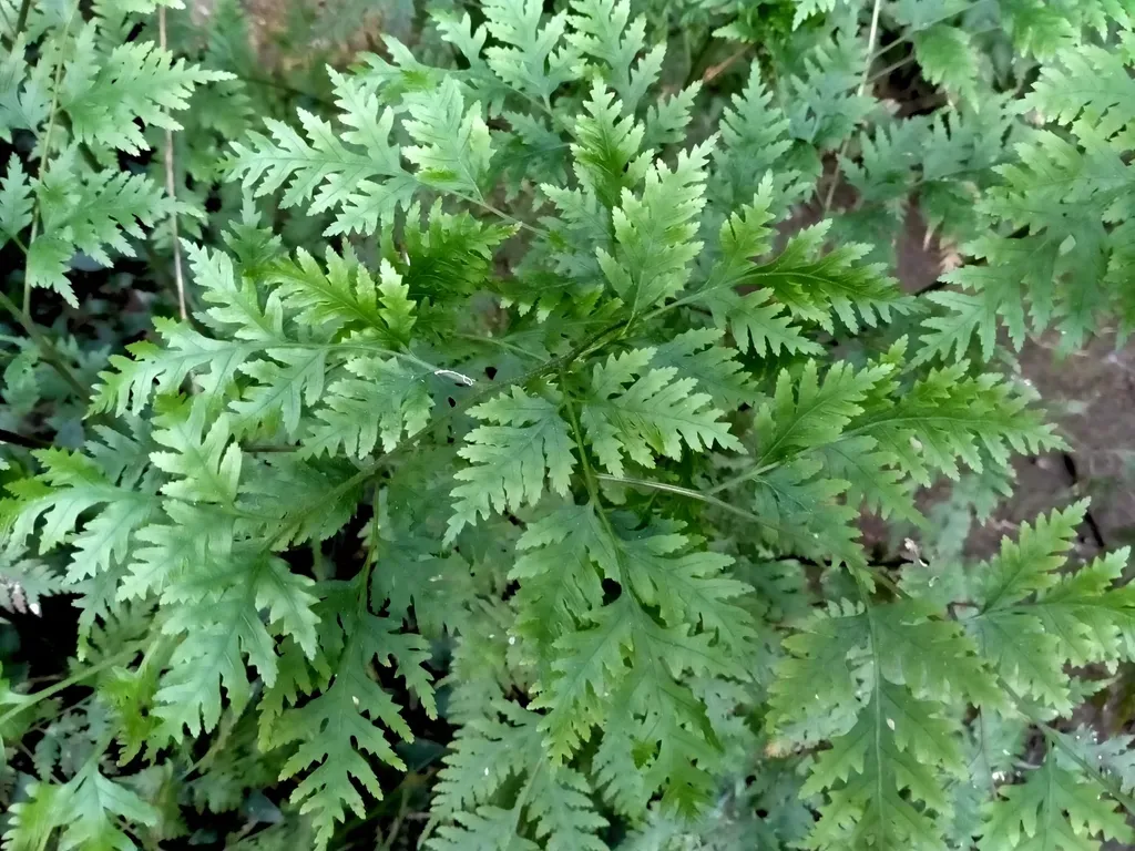 Sweet Fern