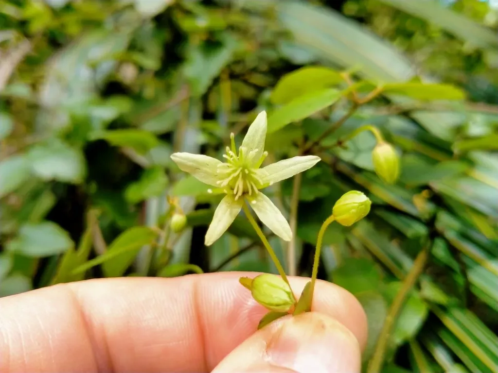 Clematis Cunninghamii
