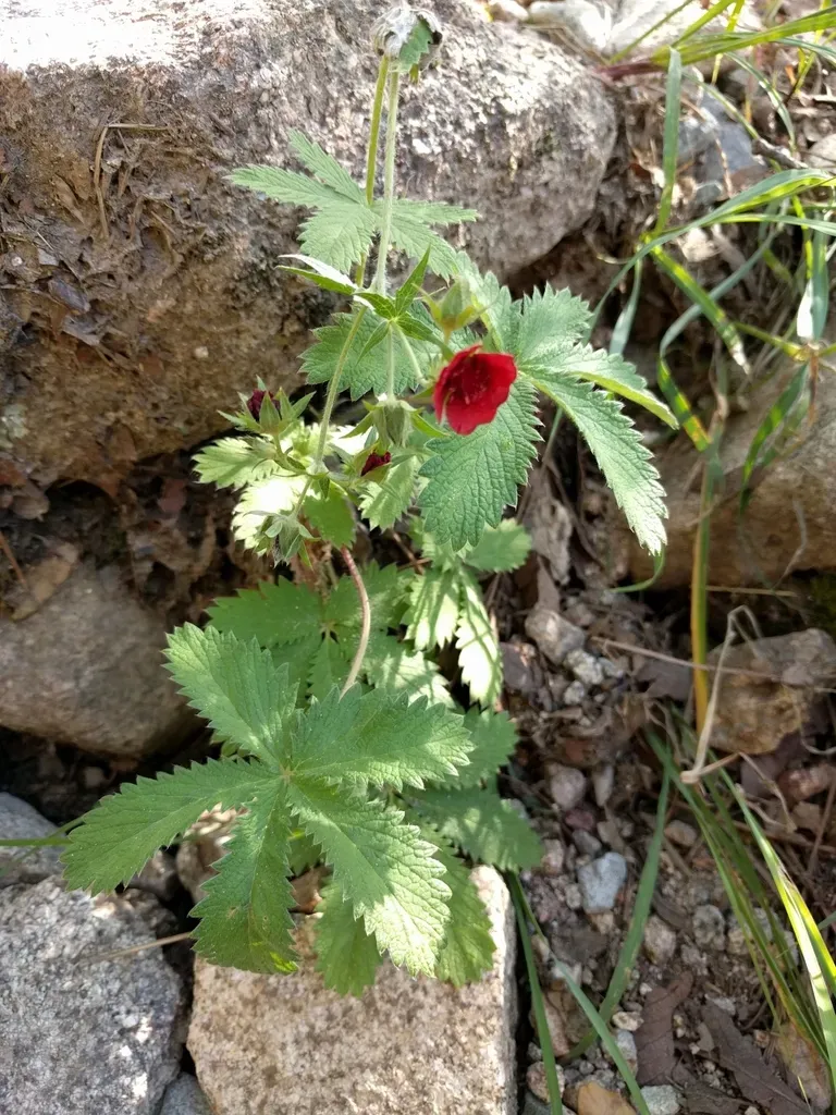Scarlet Cinquefoil