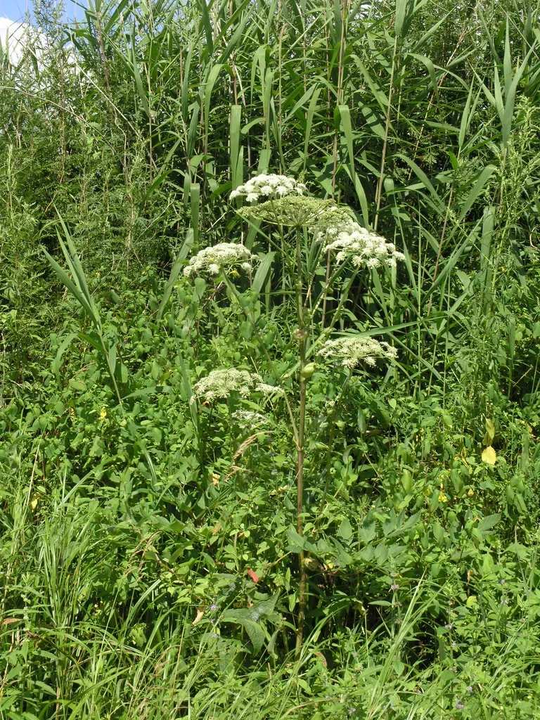 Angelica Cincta