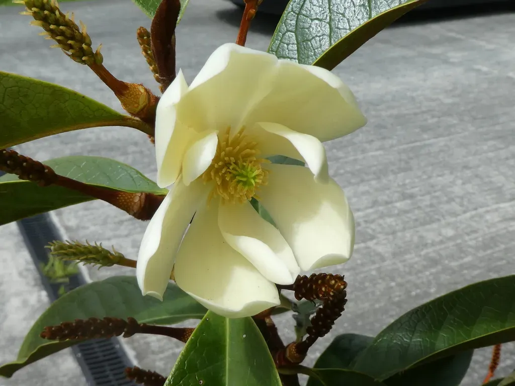 Magnolia Laevifolia