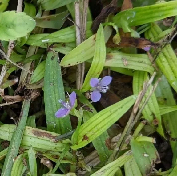 Naked-stem Dewflower
