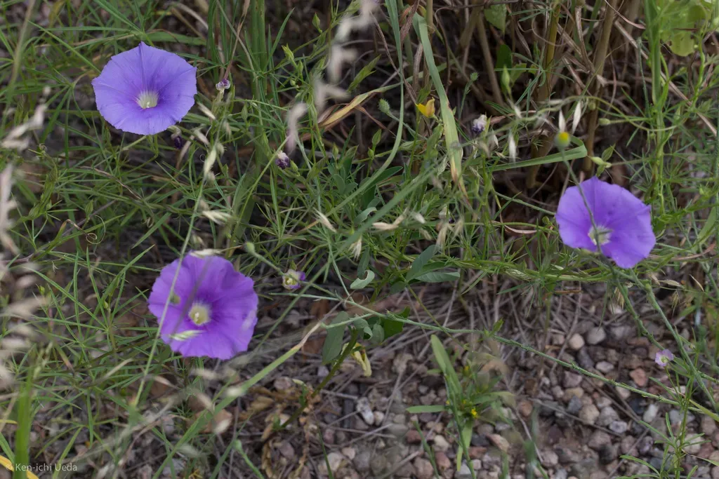 Tripleleaf Morning-glory