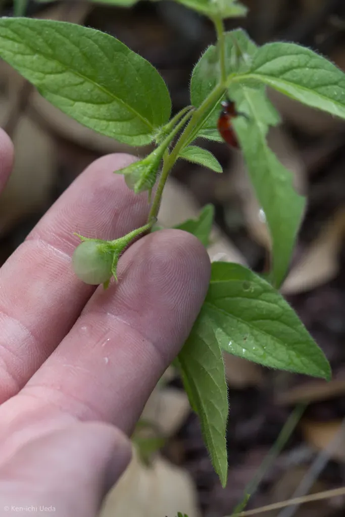 Sonoita Nightshade