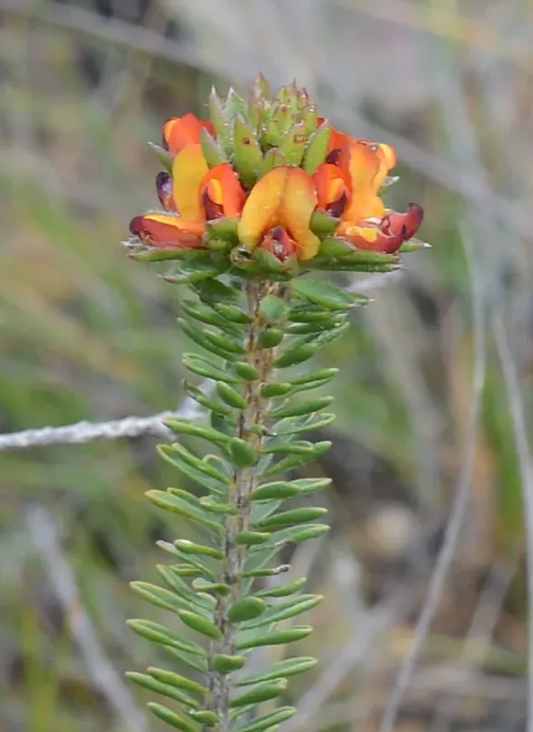 Wreath Bush-pea