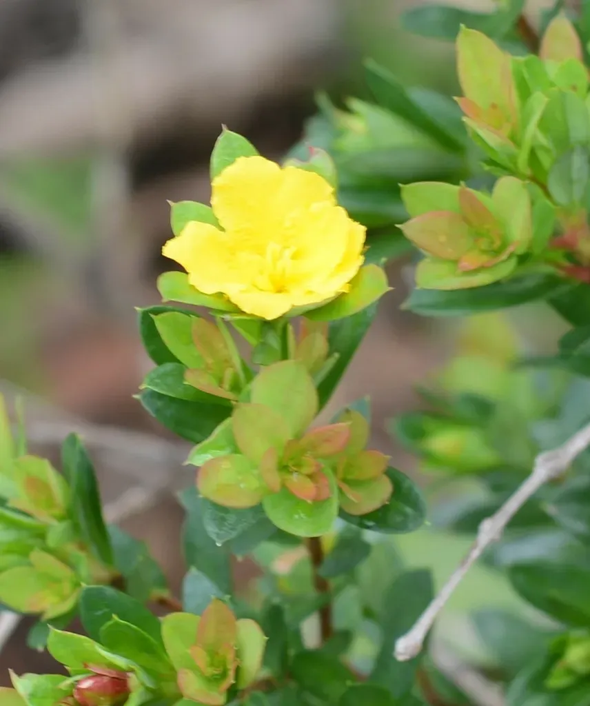 Hibbertia Nitida