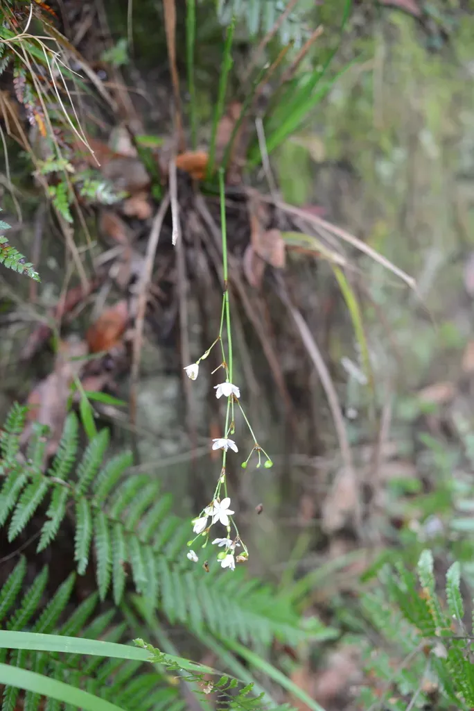 Libertia Paniculata