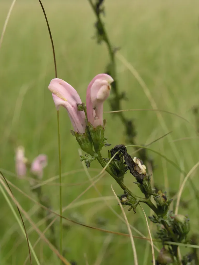 Pedicularis Grandiflora
