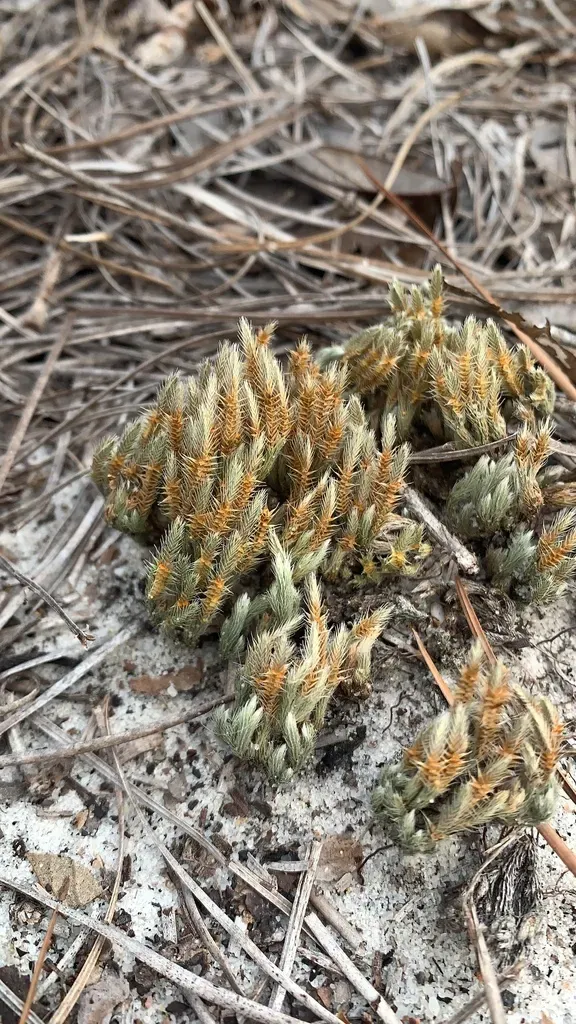 Spiny Spikemoss