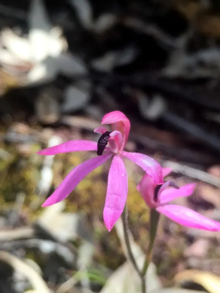 Black-tongue Caladenia