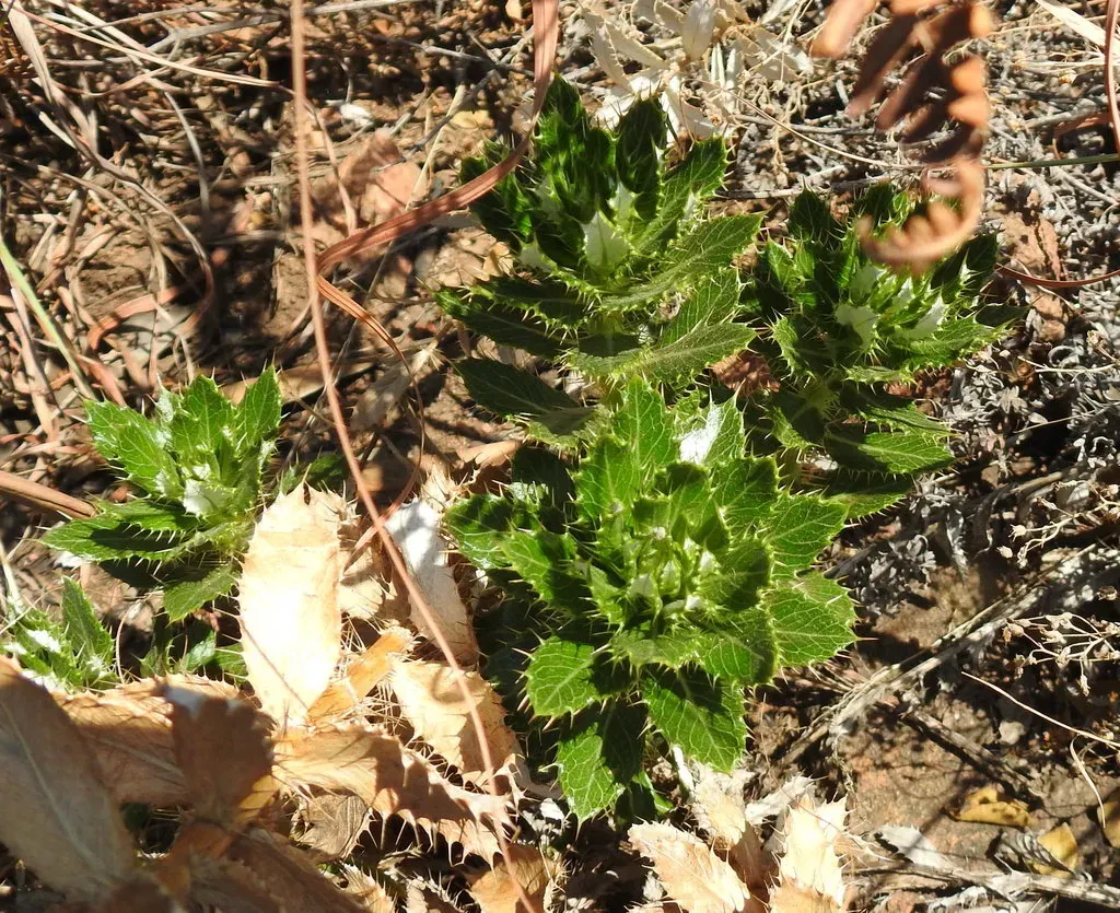 Berkheya Carlinopsis