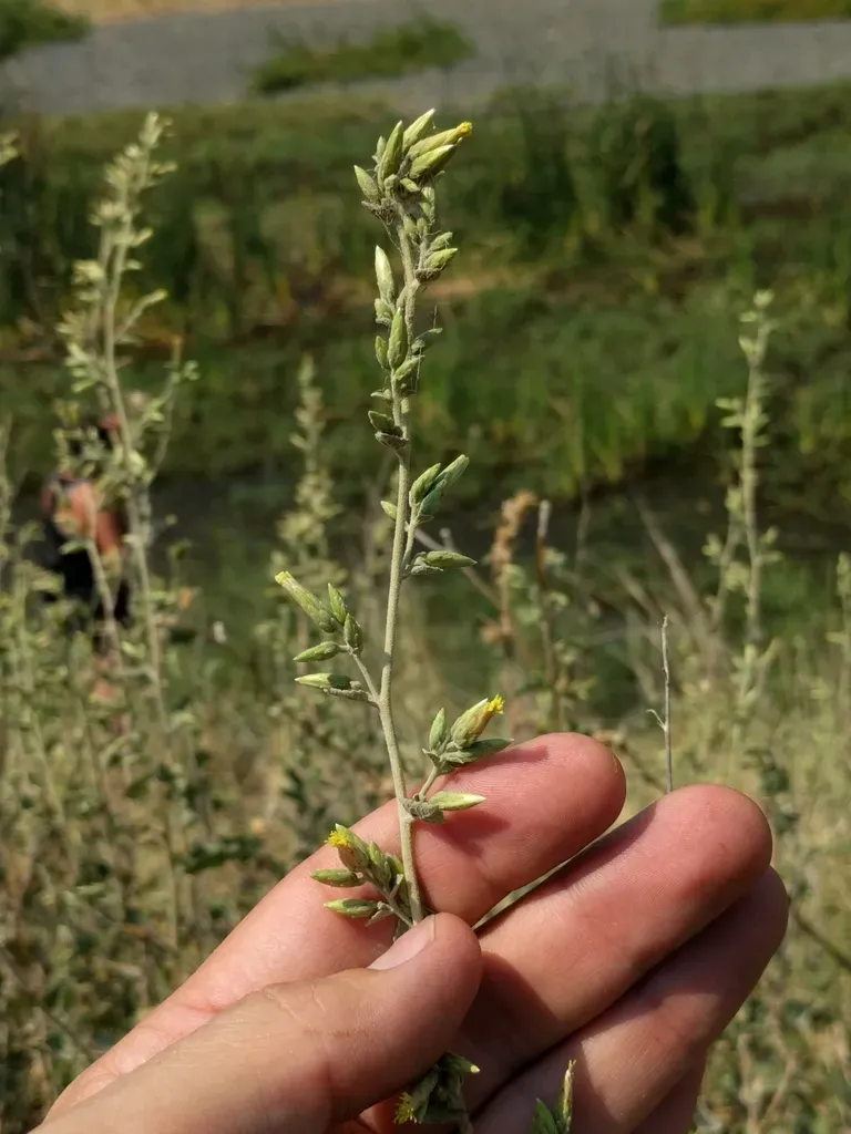 California Brickellbush