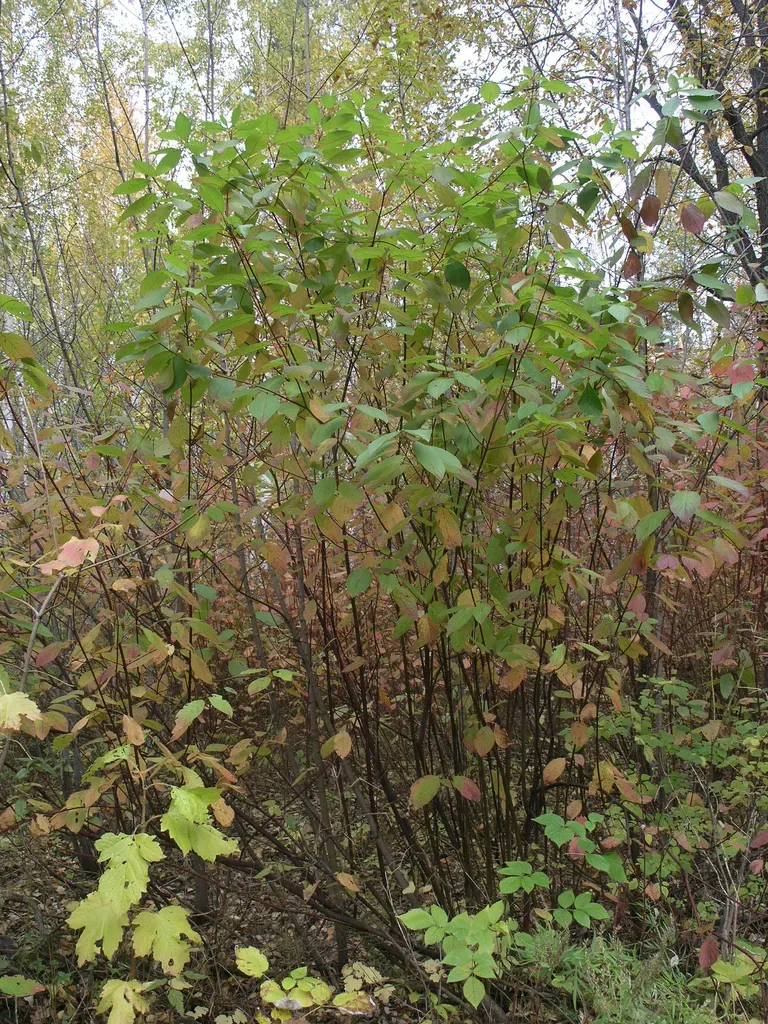 Alder Buckthorn