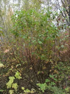Alder Buckthorn
