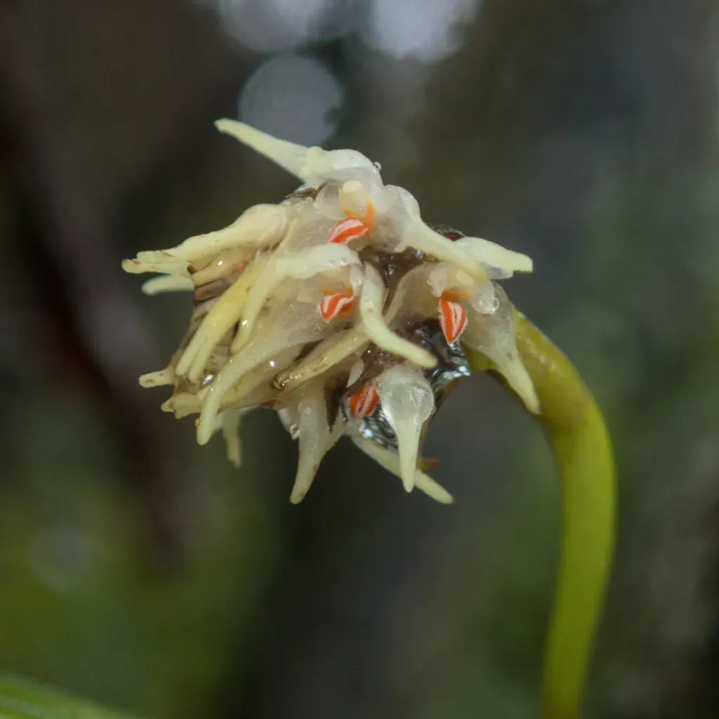 Bulbophyllum Odoratissimum
