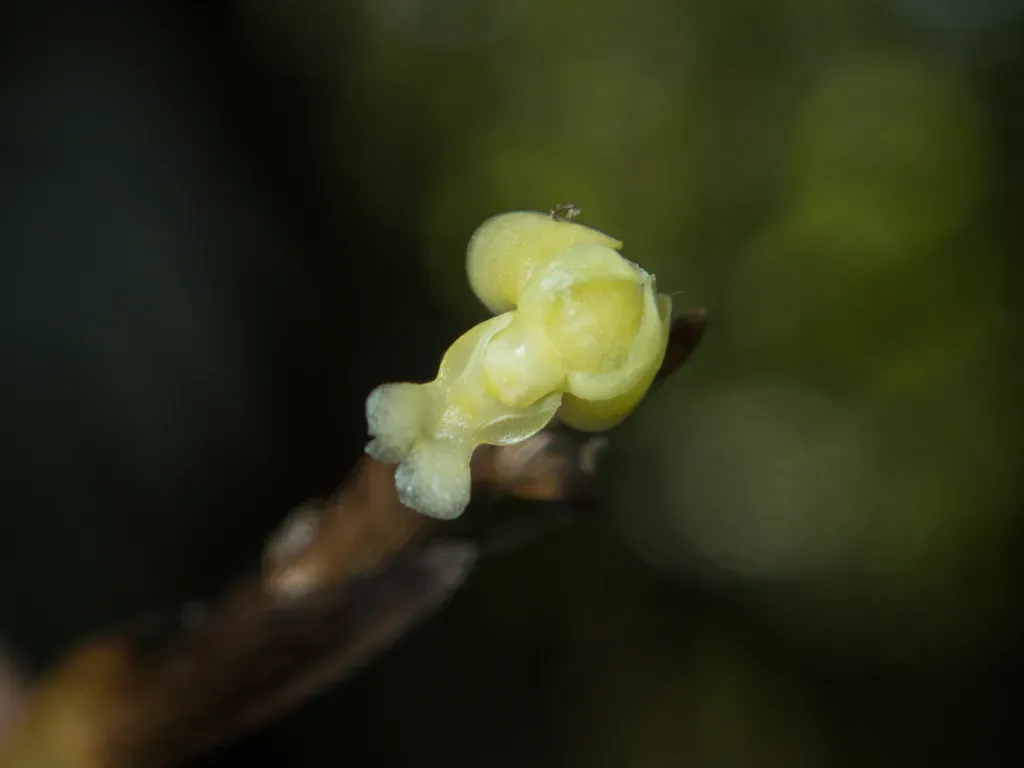 Dendrobium Aloifolium