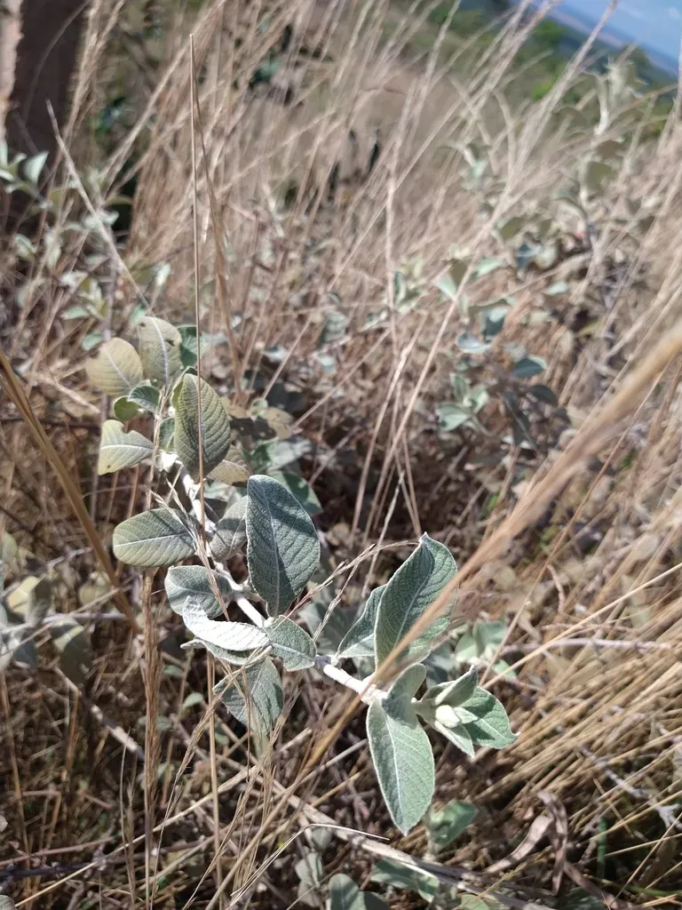 Sabicea Brasiliensis