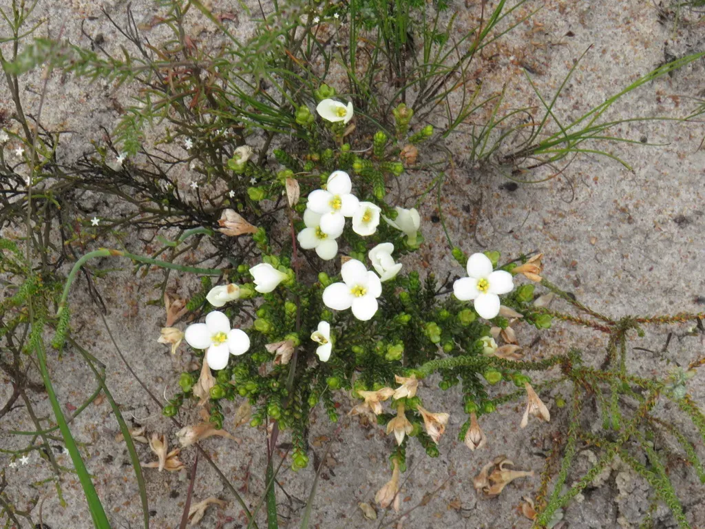Large-flowered Lachnaea