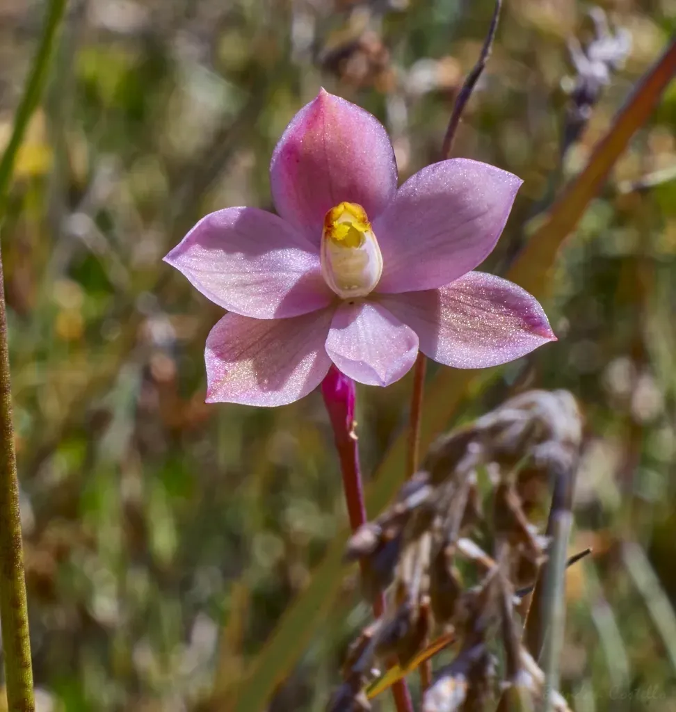 Salmon Sun Orchid