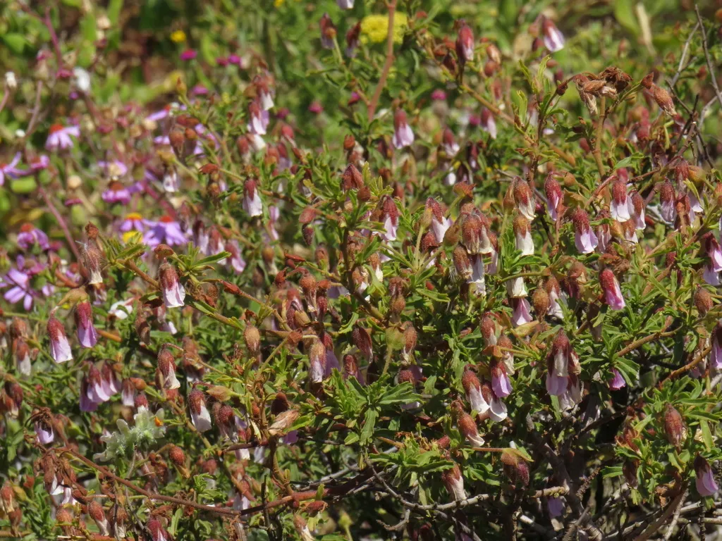 Hermannia Heterophylla