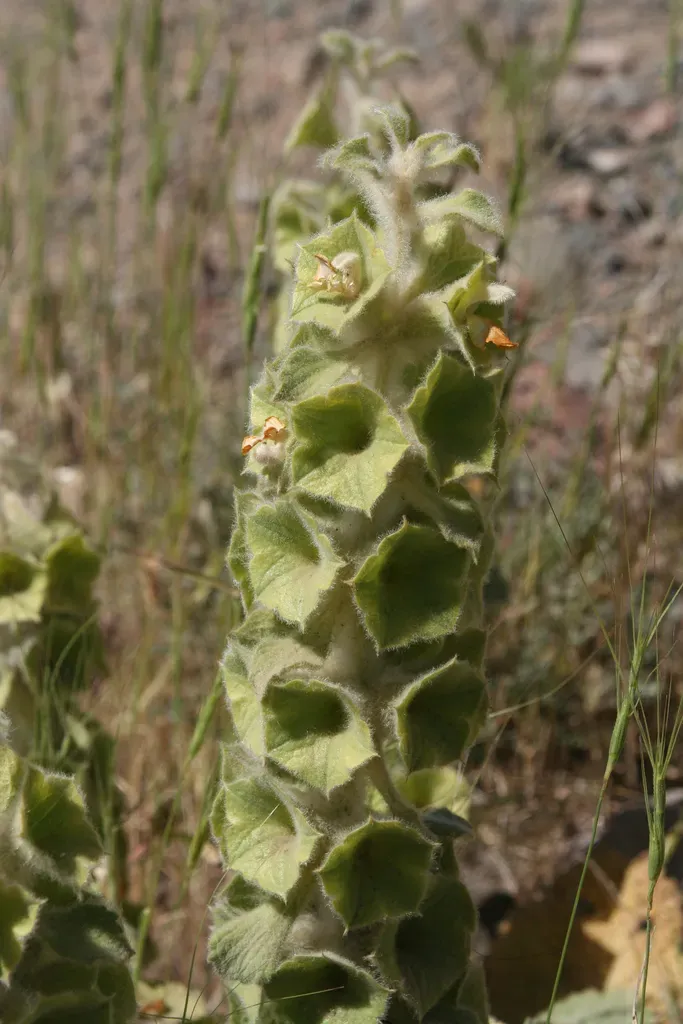Phlomoides Molucelloides
