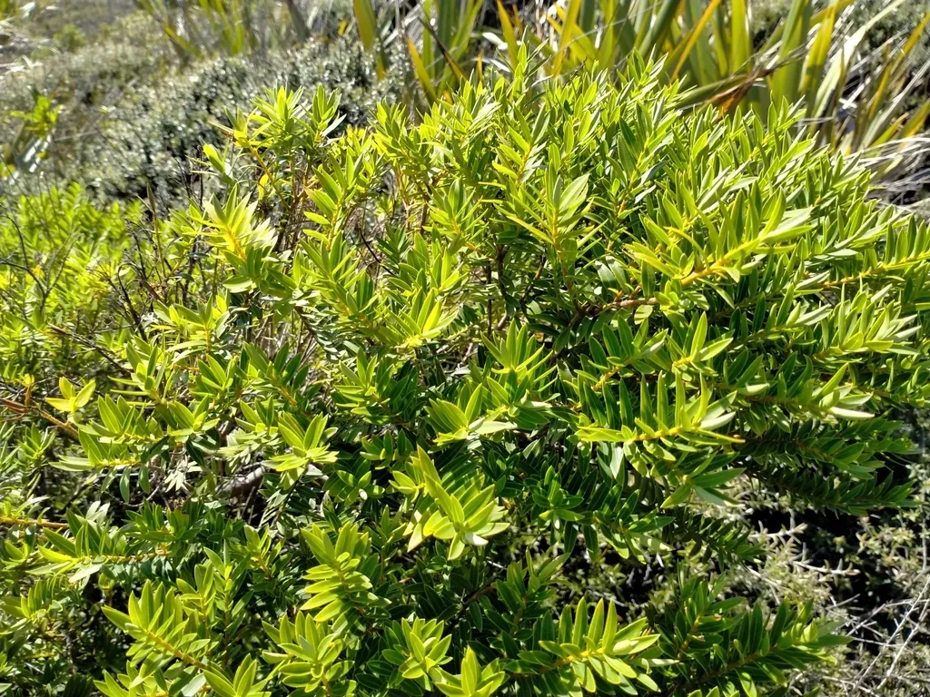 Veronica Diosmifolia