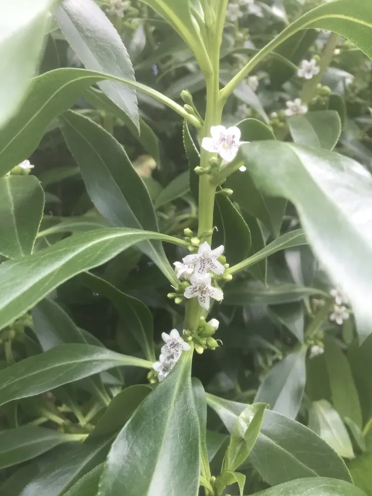 Hybrid Australian Ngaio