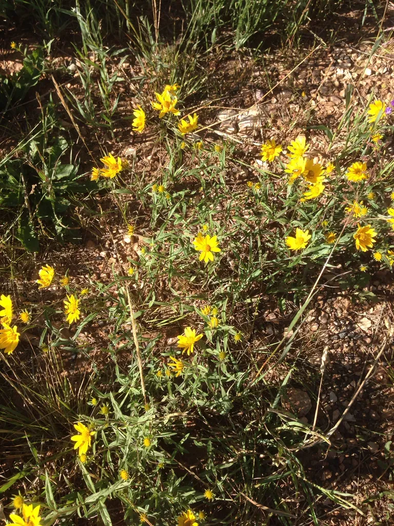 Rough Hairy False Goldenaster