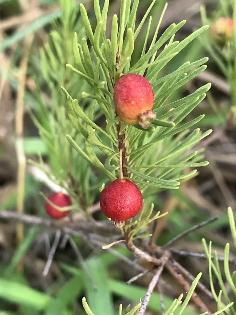 Eugenia Angustissima