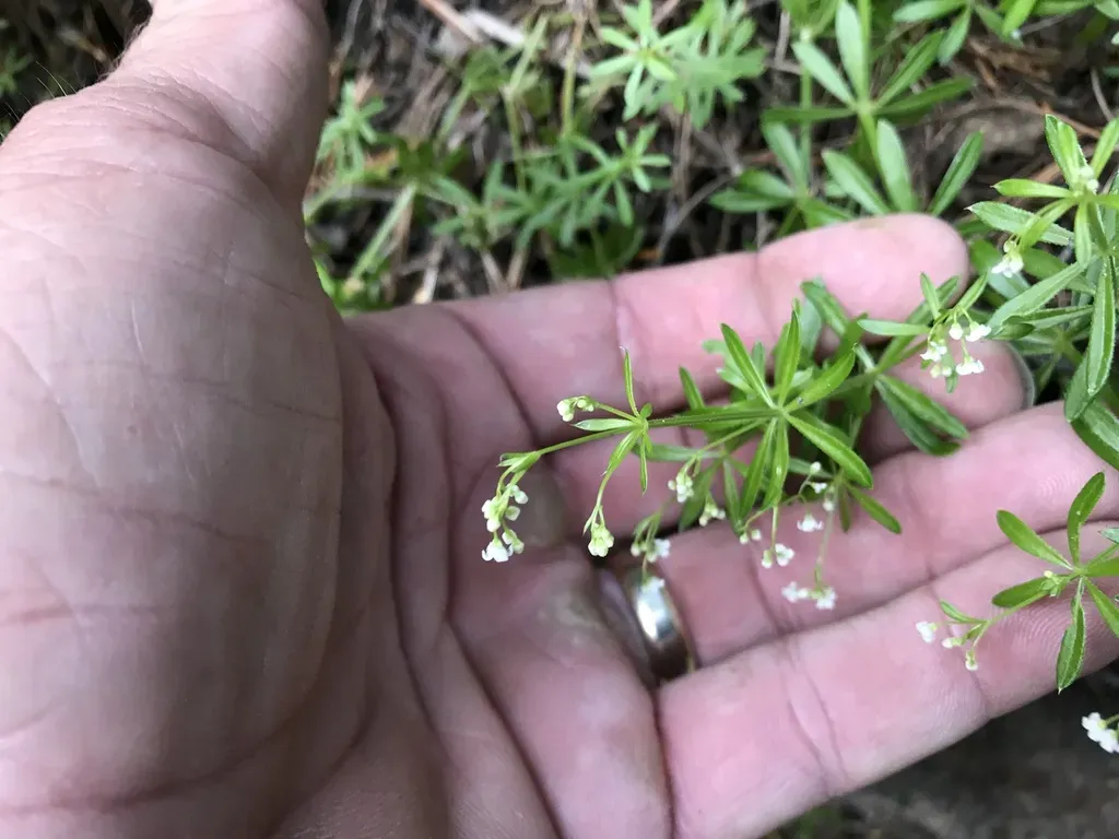 Mexican Bedstraw