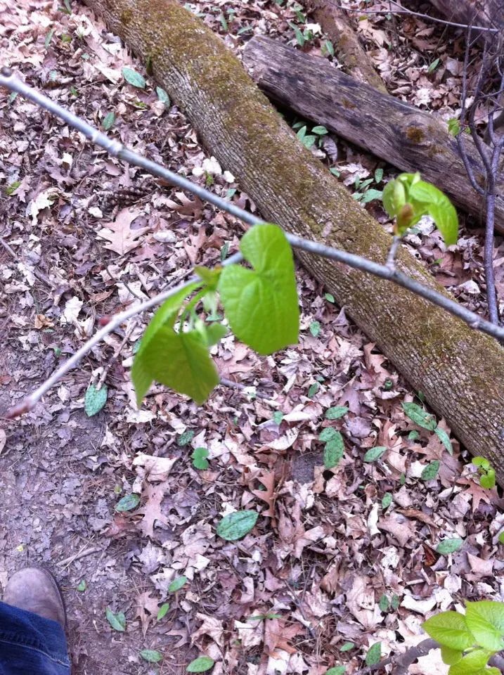 Hyperacanthus Grevei