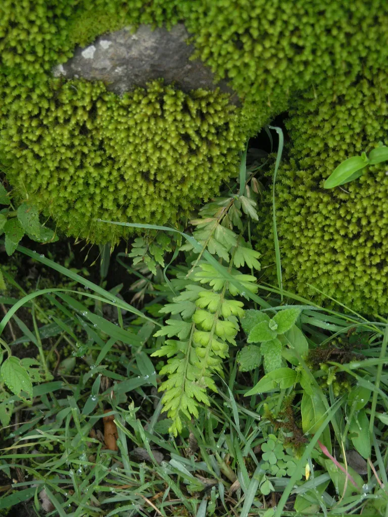 Ethiopian Spleenwort