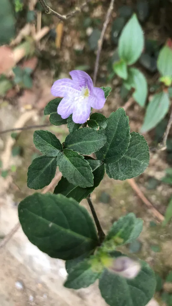 Strobilanthes Tetrasperma