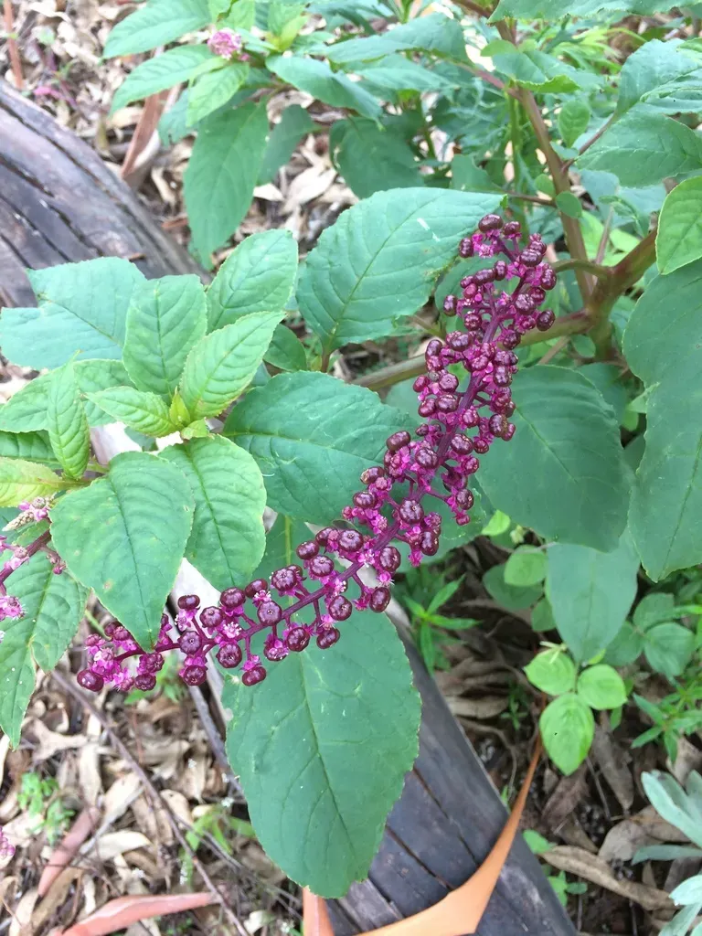Brazilian Pokeweed