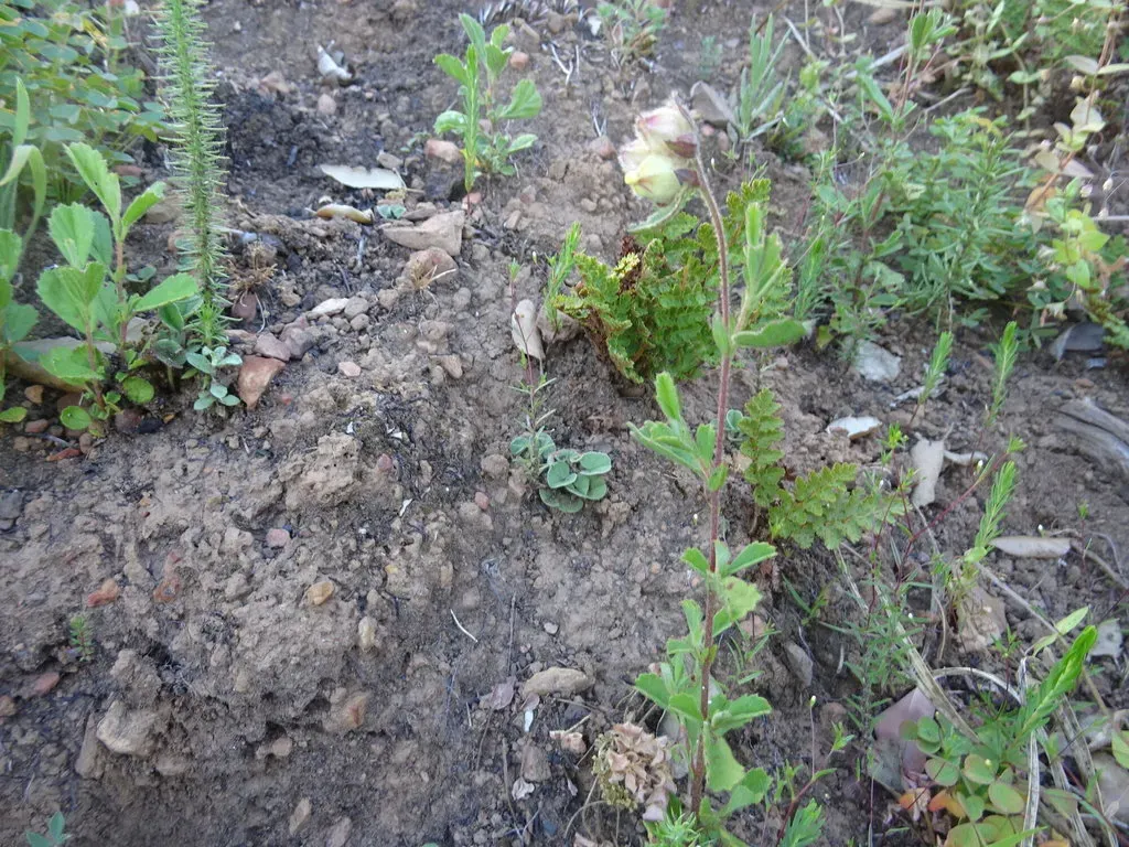 Hyssop-leaved Hermannia