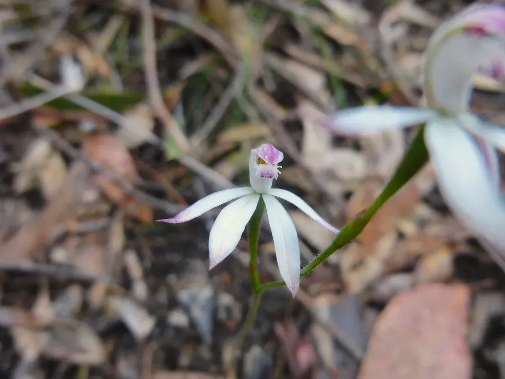 Early Caladenia